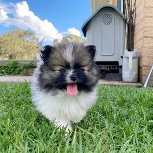 Meet your Posher, Roselle